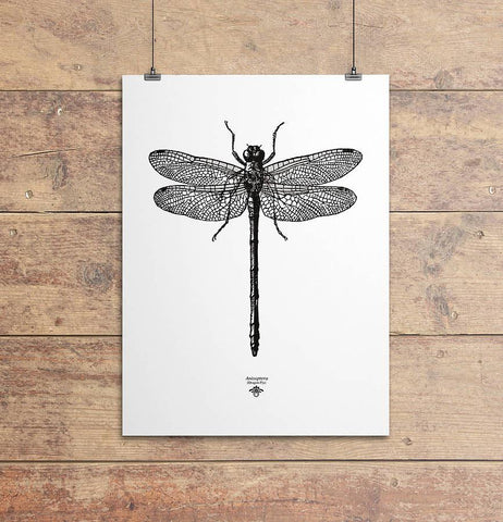 'Vintage Dragonfly Illustration' Print - Oakdene Designs